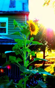 Urban Sunflower
